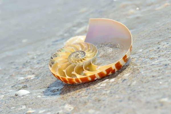 Concha de nautilus sobre arena mojada — Foto de Stock