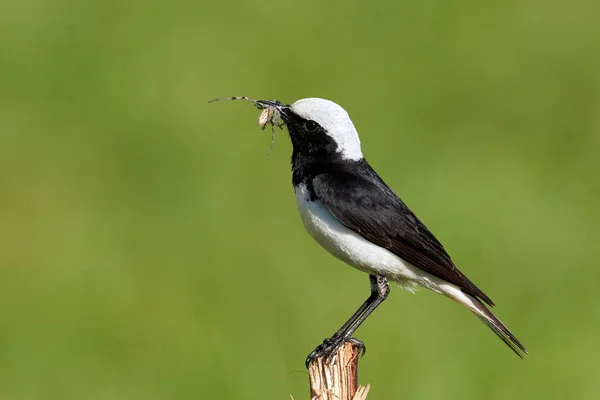 Der Steinschmätzer im natürlichen Lebensraum — Stockfoto