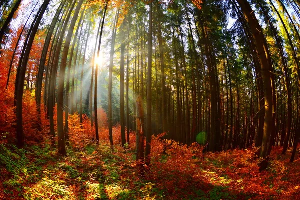Warme Herbstkulisse im Wald — Stockfoto
