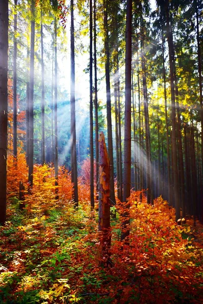 Paisajes cálidos de otoño en el bosque — Foto de Stock