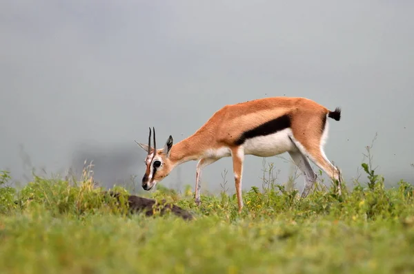 Impala im afrikanischen Naturpark — Stockfoto