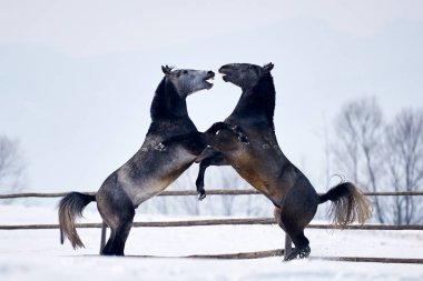 Güzel at Kışın açık çalışan