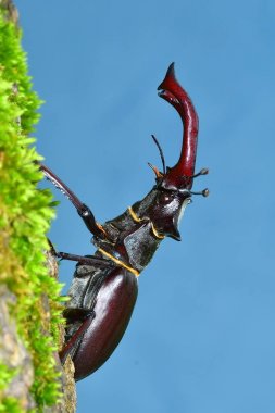 Stag Beetle doğal orman ortamlarında