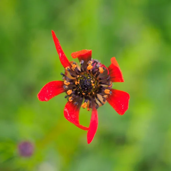 Piccolo fiore primaverile sul campo — Foto Stock