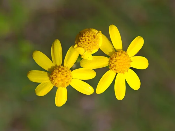 Weinig Lentebloemen op veld — Stockfoto