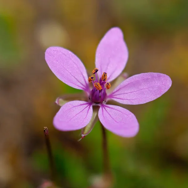 Pequena flor de primavera no campo — Fotografia de Stock