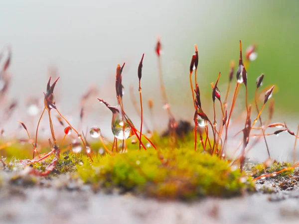Мокрый зеленый мох сфагнум и семена — стоковое фото