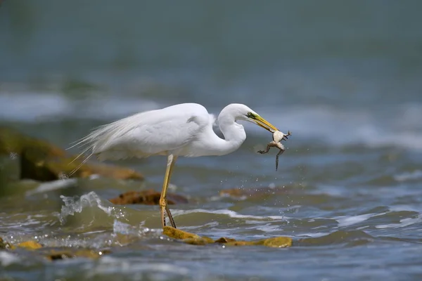 Big white egret fishing — Stock Photo, Image