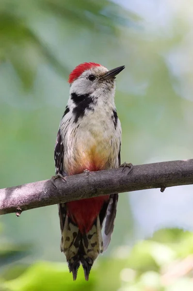 Woodpecker in natural habitat — Stock Photo, Image