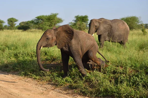 Sloni v přírodním parku Serengeti — Stock fotografie