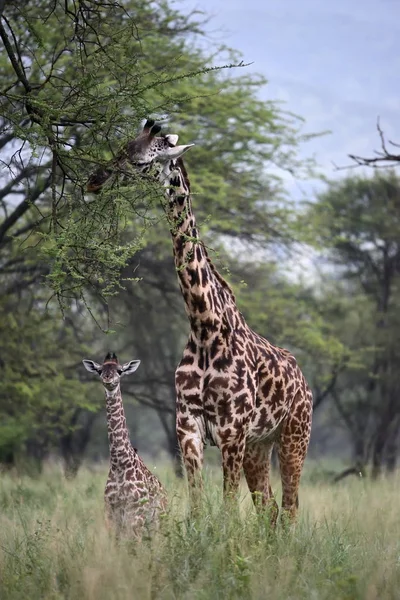 Giraffen in natuurlijke habitat — Stockfoto