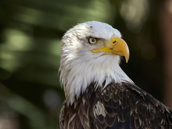 A Bald Eagle portré — Stock Fotó