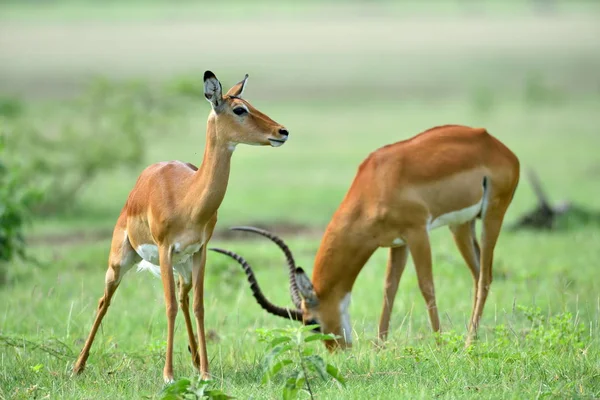 Impalas en el parque natural africano — Foto de Stock