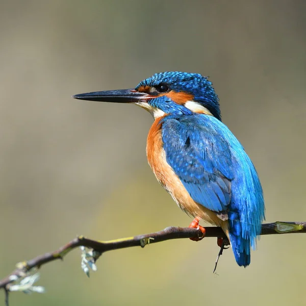 Ijsvogel in natuurlijke habitat — Stockfoto