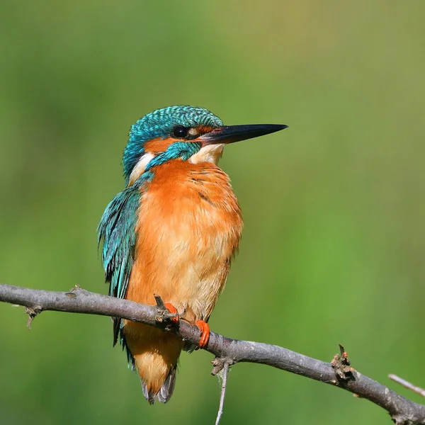 Kingfisher in natural habitat — Stock Photo, Image