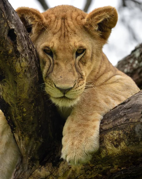 African lion resting on tree — Stock Photo, Image