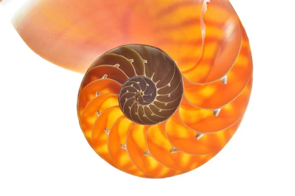 Sección de conchas Nautilus — Foto de Stock