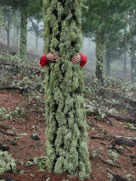 Çarpıcı sisli orman keşfetmek kadın - Stok İmaj
