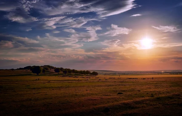 Beautiful summer sunset over the field in Dobrogea, Romania — Stock Photo, Image