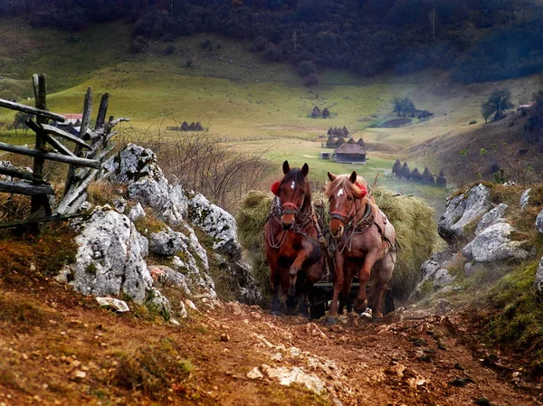 Góry Krajobraz Jesienny Poranek Konie Niosąc Hay Wagon Fundatura Ponorului — Zdjęcie stockowe