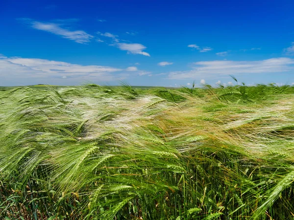 Campo de cereales verde — Foto de Stock