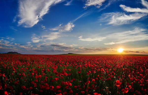 huge field of blooming poppies in summer