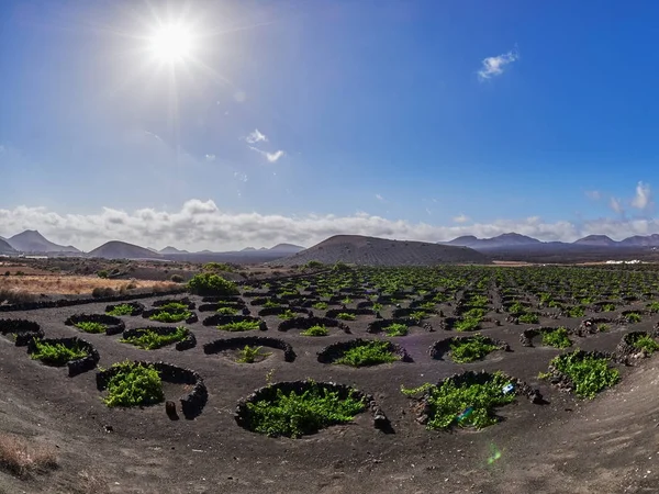 Berömda vingårdarna i La Geria på vulkanisk mark i Lanzarote Islan — Stockfoto