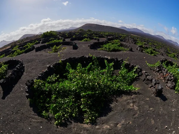 Berömda vingårdarna i La Geria på vulkanisk mark i Lanzarote Islan — Stockfoto