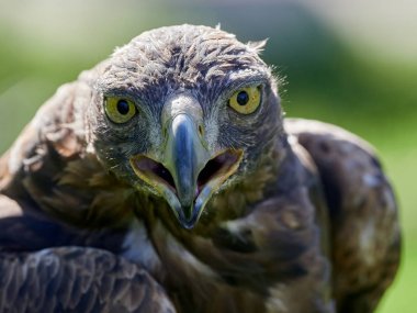 Altın kartal (Aquila chrysaetos)