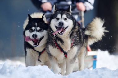 Tusnad, Romanya - 30 Ocak: yarış köpek kızağı yarışmaya katılan köpekler portresi. Üzerinde 30 Ocak 2017 Tusnad, Romanya