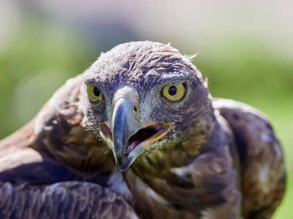 Golden Eagle (Aquila chrysaetos) — Stock Photo, Image