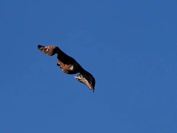 Kaya kartalı (Aquila chrysaetos) uçan — Stok fotoğraf