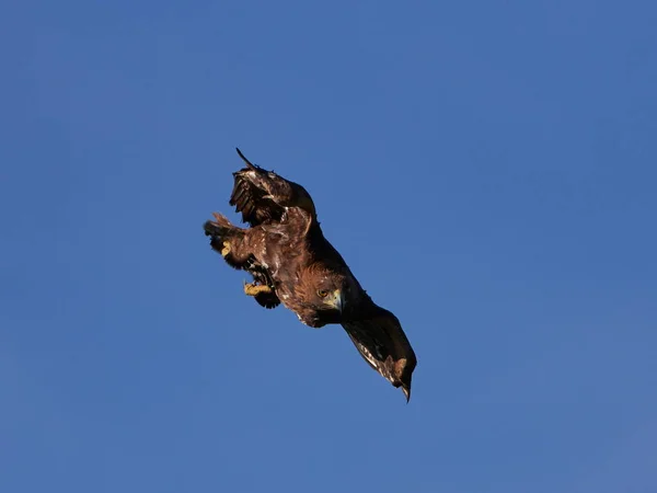 Águila Dorada (Aquila chrysaetos) volando — Foto de Stock