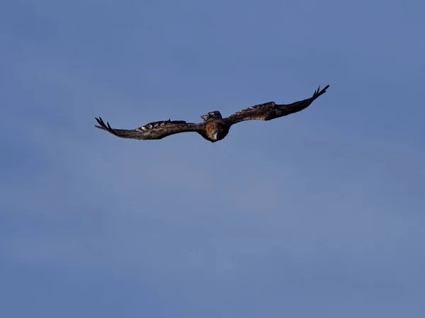 Létání orla (Aquila chrysaetos) — Stock fotografie