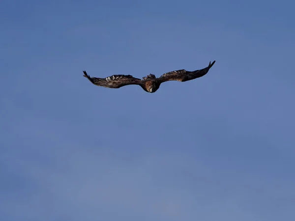 Aquila reale (Aquila chrysaetos) in volo — Foto Stock