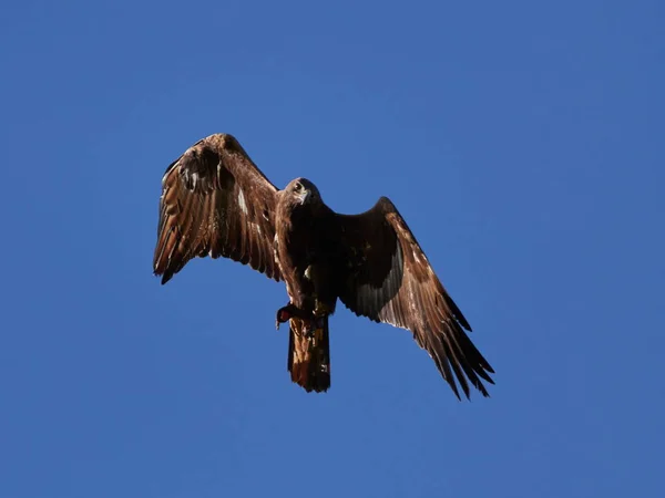 Létání orla (Aquila chrysaetos) — Stock fotografie