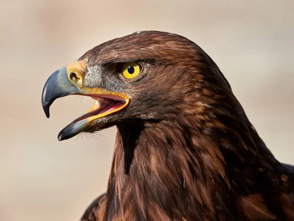 Golden Eagle (Aquila chrysaetos) — Stock Photo, Image