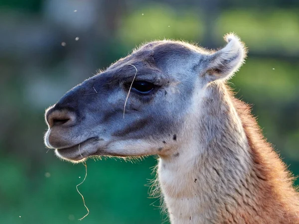 Lustiges Lama aus nächster Nähe — Stockfoto