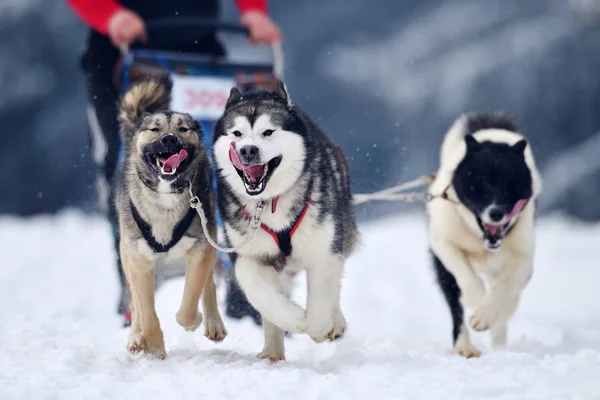 Tusnad Romania Enero Retrato Perros Participantes Concurso Carreras Trineo Para —  Fotos de Stock