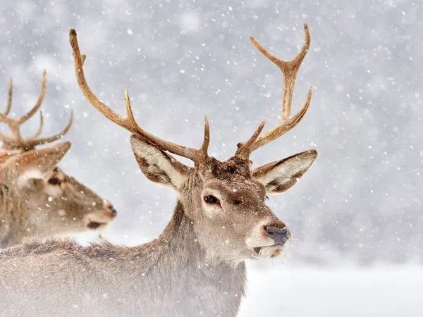 El ciervo rojo (cervus elaphus ) — Foto de Stock