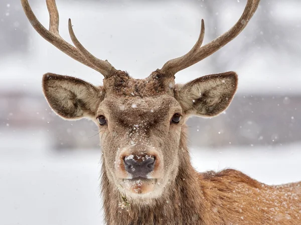 El ciervo rojo (cervus elaphus ) — Foto de Stock