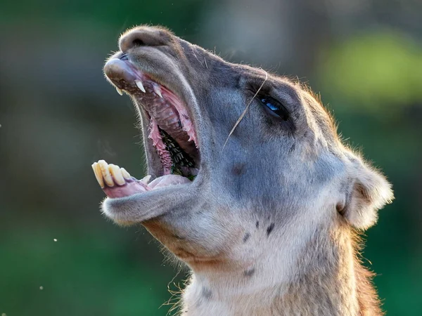 Funny lama close up Stock Photo