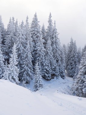 Ağaçlar ve dağlarla kaplı kış manzarası