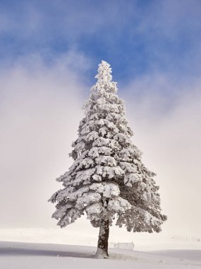 Ağaçlar ve dağlarla kaplı kış manzarası