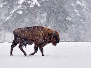 Avrupa bizonu (Bison bonasus)