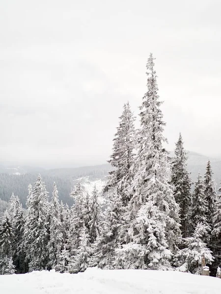 Winter landscape with trees and mountains — Stock Photo, Image