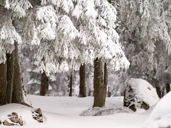 Winter landscape with trees and mountains — Stock Photo, Image