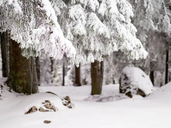 Zimowy krajobraz z drzewami i górami — Zdjęcie stockowe