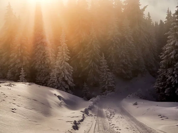 Vinterlandskap med träd och berg — Stockfoto