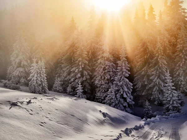 Ağaçlar ve dağlarla kaplı kış manzarası — Stok fotoğraf